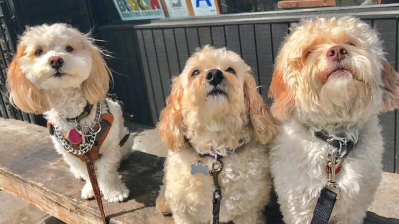 Jason The Dog Walker & Co. - Brooklyn, NY