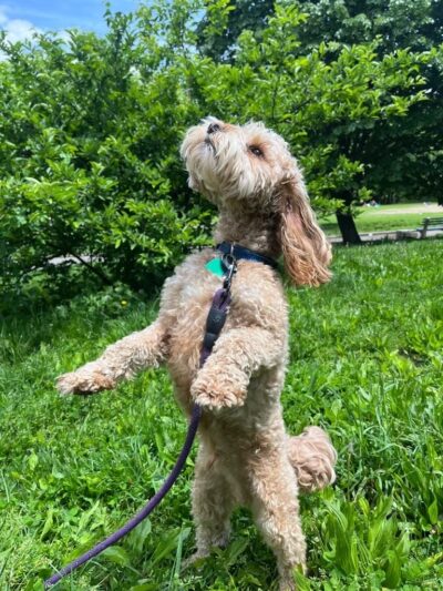 Jason The Dog Walker & Co. - Brooklyn, NY