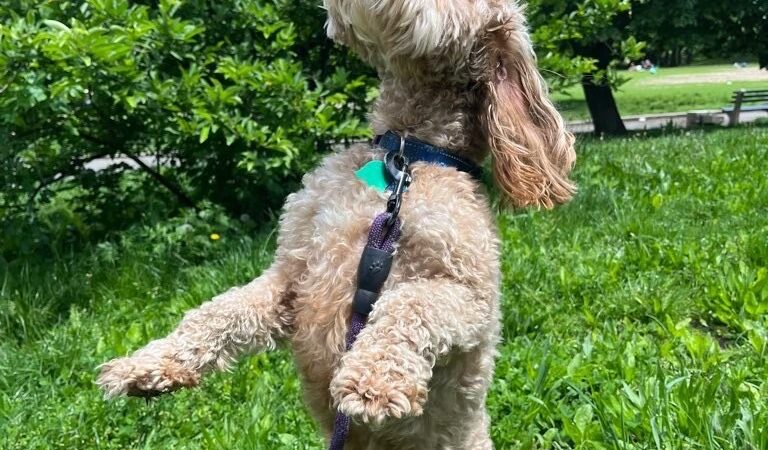 Jason The Dog Walker & Co. - Brooklyn, NY