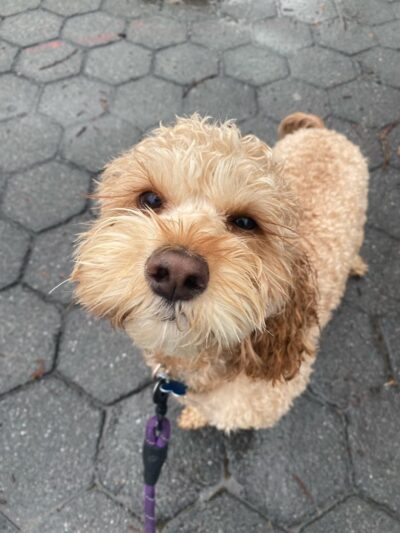 Jason The Dog Walker & Co. - Brooklyn, NY