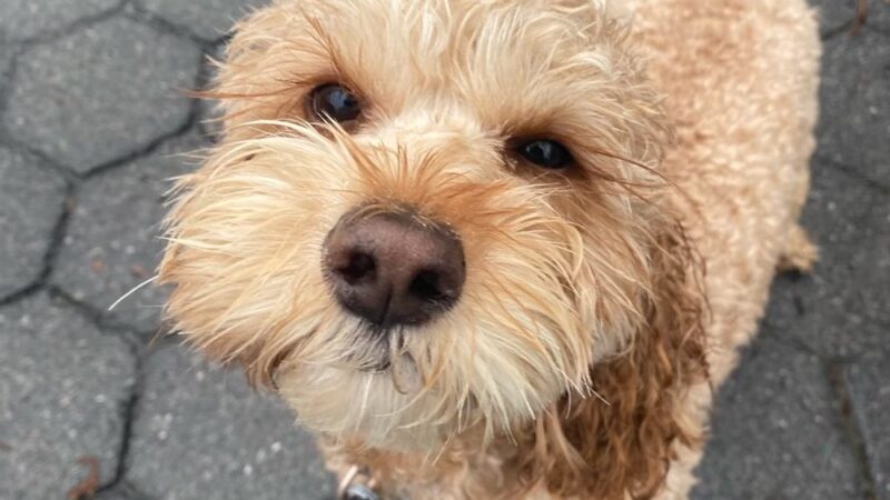 Jason The Dog Walker & Co. - Brooklyn, NY