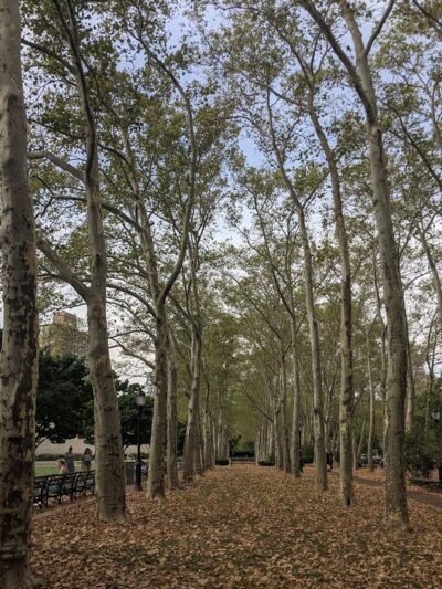 Juneteenth Grove - Brooklyn, NY