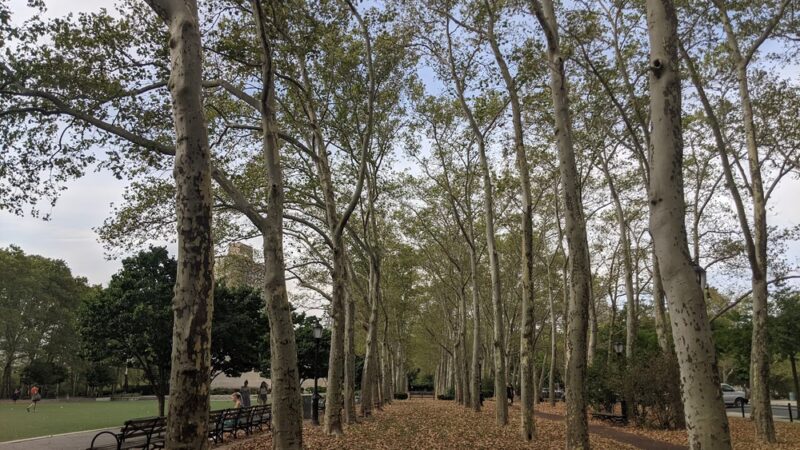 Juneteenth Grove - Brooklyn, NY