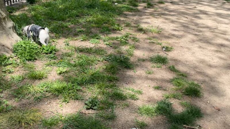 Lincoln Terrace Park Dog Run - Brooklyn, NY