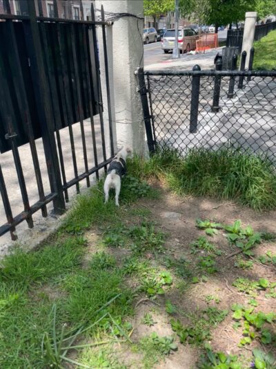 Lincoln Terrace Park Dog Run - Brooklyn, NY