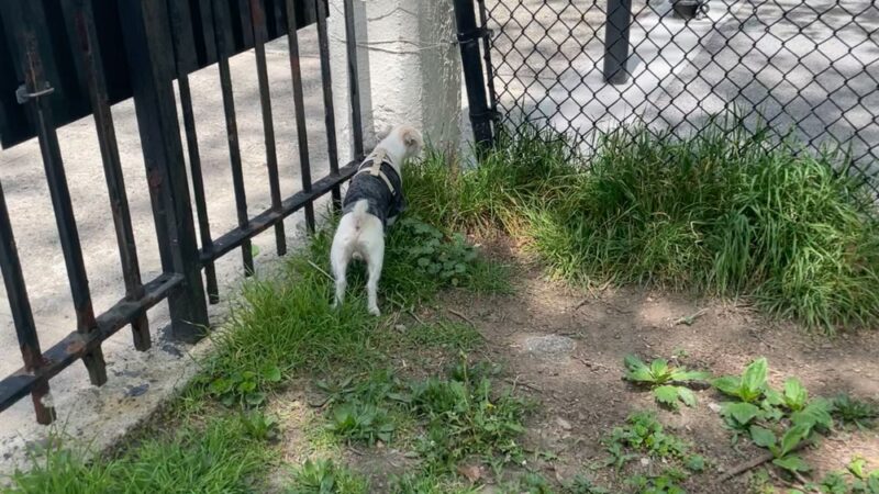 Lincoln Terrace Park Dog Run - Brooklyn, NY