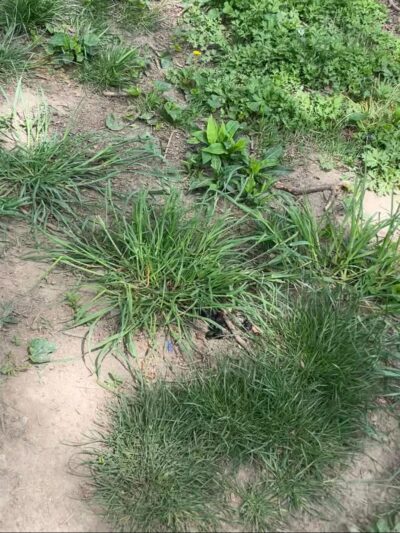 Lincoln Terrace Park Dog Run - Brooklyn, NY