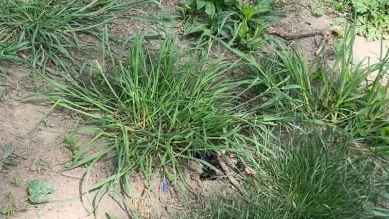 Lincoln Terrace Park Dog Run - Brooklyn, NY