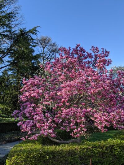 Magnolia Plaza - Brooklyn, NY
