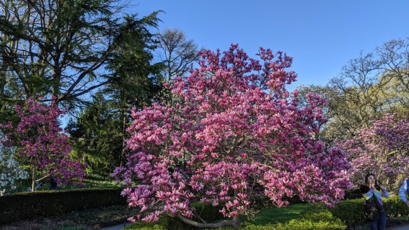 Magnolia Plaza - Brooklyn, NY