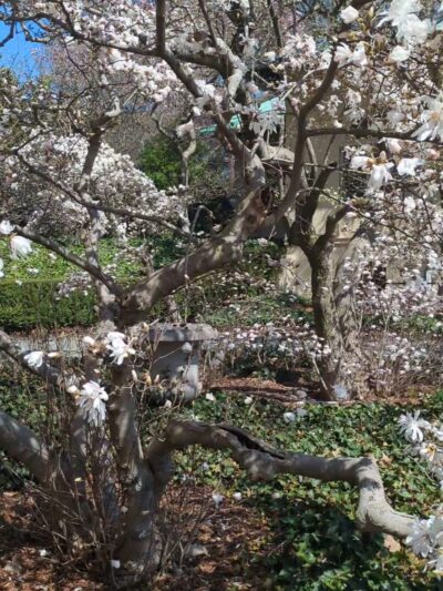 Magnolia Plaza - Brooklyn, NY