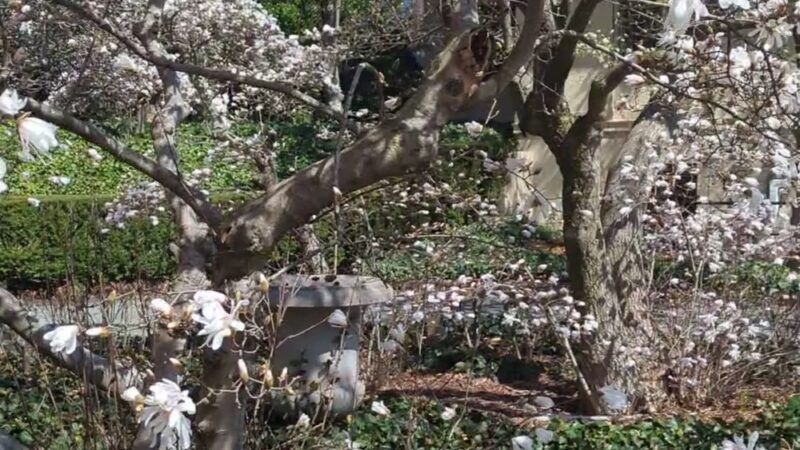 Magnolia Plaza - Brooklyn, NY