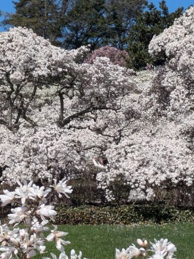 Magnolia Plaza - Brooklyn, NY