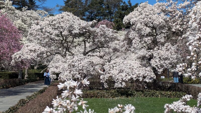 Magnolia Plaza - Brooklyn, NY