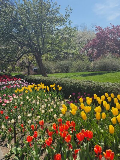 Magnolia Plaza - Brooklyn, NY