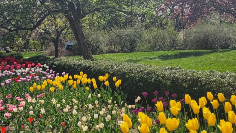 Magnolia Plaza - Brooklyn, NY