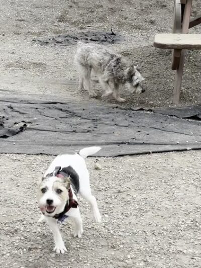 McGrowl-Lick Park Dog Run - Brooklyn, NY