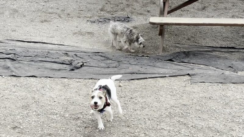 McGrowl-Lick Park Dog Run - Brooklyn, NY