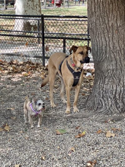 McGrowl-Lick Park Dog Run - Brooklyn, NY