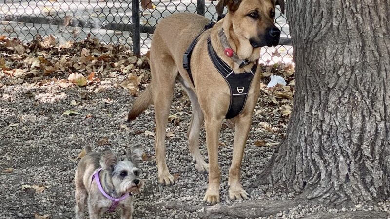 McGrowl-Lick Park Dog Run - Brooklyn, NY