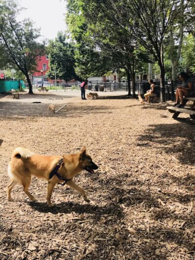 McGrowl-Lick Park Dog Run - Brooklyn, NY