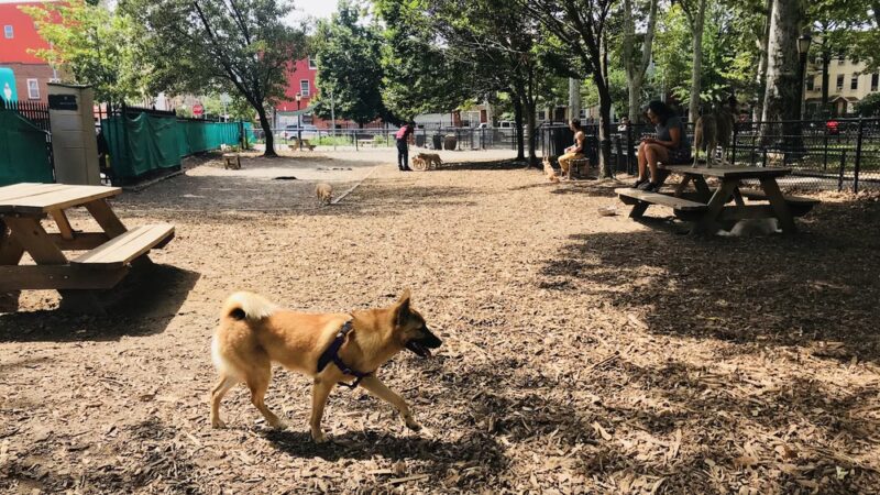 McGrowl-Lick Park Dog Run - Brooklyn, NY
