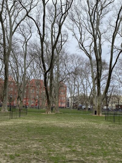 McGrowl-Lick Park Dog Run - Brooklyn, NY