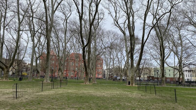 McGrowl-Lick Park Dog Run - Brooklyn, NY