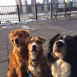 Mobile Mutts - Brooklyn, NY