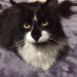 Mobile Mutts - Brooklyn, NY