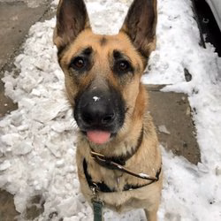 Mobile Mutts - Brooklyn, NY