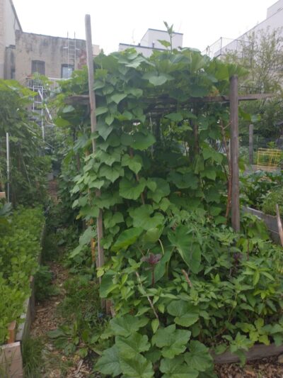 Myrtle Village Green - Brooklyn, NY