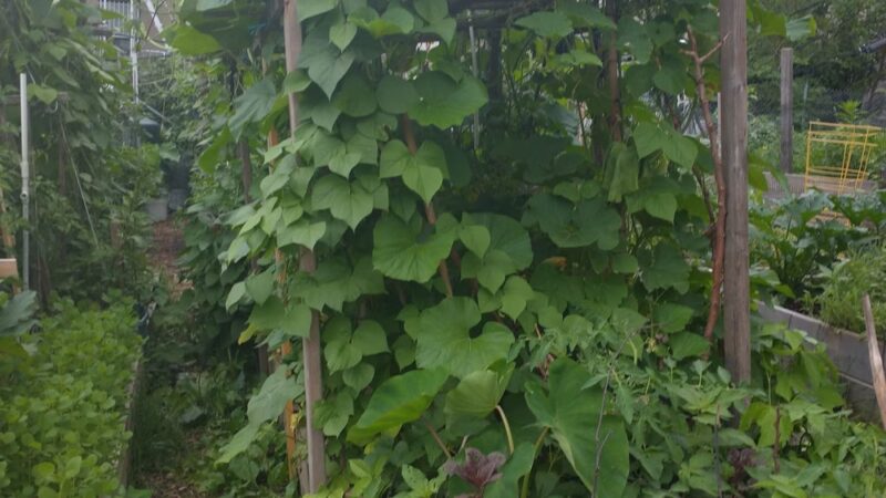 Myrtle Village Green - Brooklyn, NY