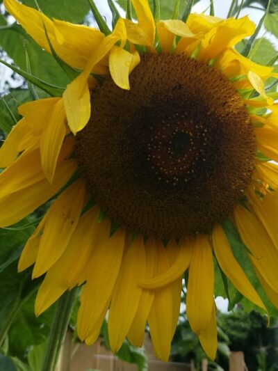 Myrtle Village Green - Brooklyn, NY