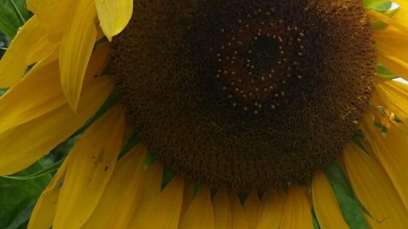 Myrtle Village Green - Brooklyn, NY