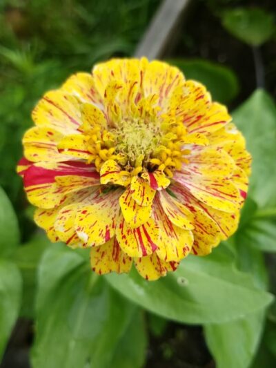 Myrtle Village Green - Brooklyn, NY