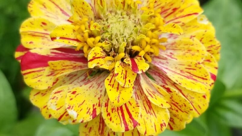 Myrtle Village Green - Brooklyn, NY