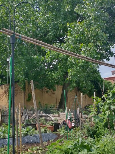 Myrtle Village Green - Brooklyn, NY