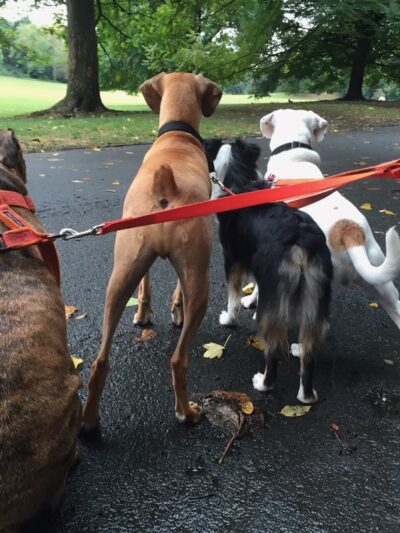 Paws & Rec Inc. - Brooklyn, NY