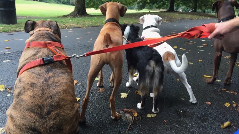 Paws & Rec Inc. - Brooklyn, NY