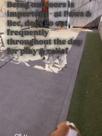 Paws & Rec Inc. - Brooklyn, NY