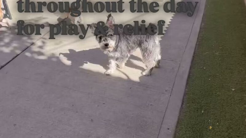 Paws & Rec Inc. - Brooklyn, NY