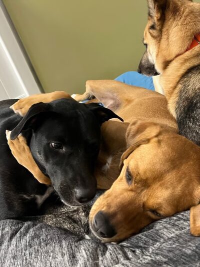 Paws & Rec Inc. - Brooklyn, NY