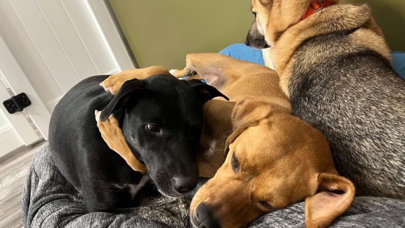 Paws & Rec Inc. - Brooklyn, NY