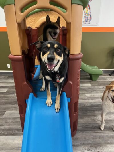 Paws & Rec Inc. - Brooklyn, NY