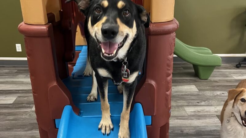 Paws & Rec Inc. - Brooklyn, NY