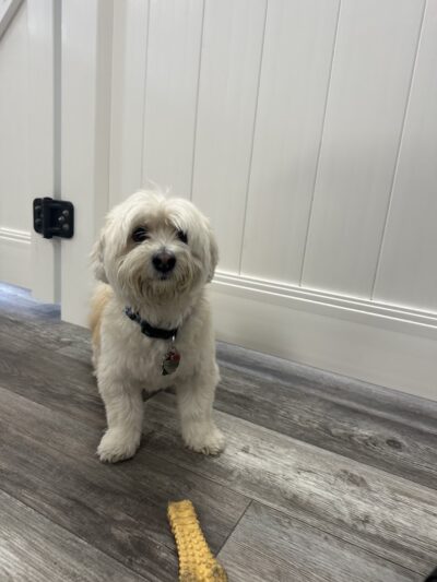 Paws & Rec Inc. - Brooklyn, NY