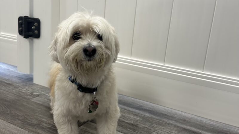 Paws & Rec Inc. - Brooklyn, NY