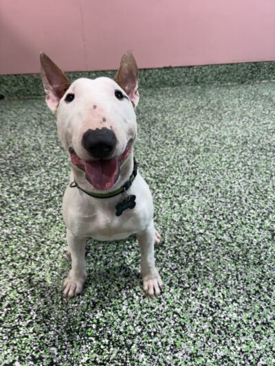 PAWSIES - Brooklyn, NY