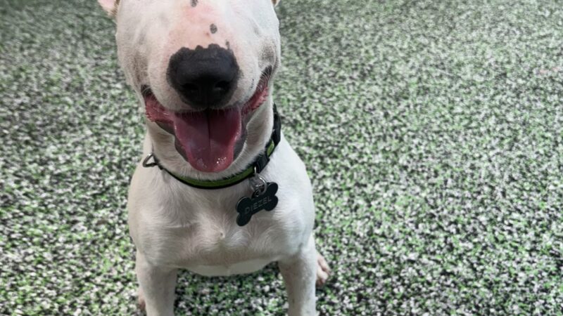 PAWSIES - Brooklyn, NY